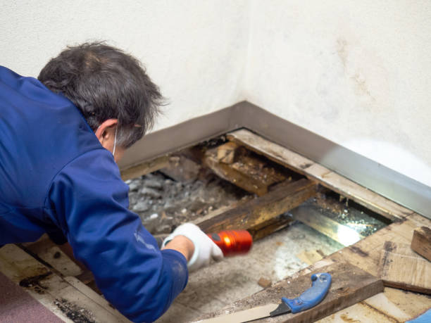 Best Bathroom Mold Remediation in Riner, VA