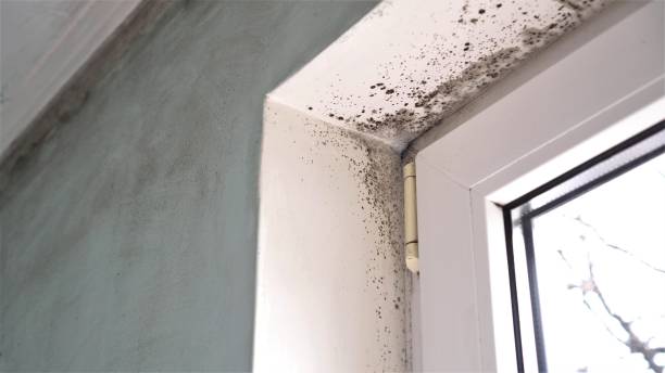 Best Emergency Mold Remediation in Riner, VA