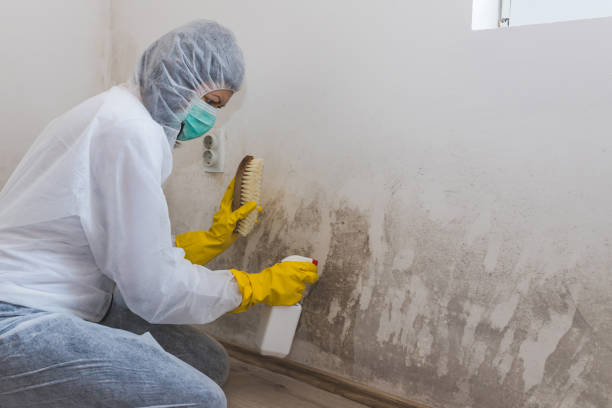 Best Post-Remediation Services in Riner, VA