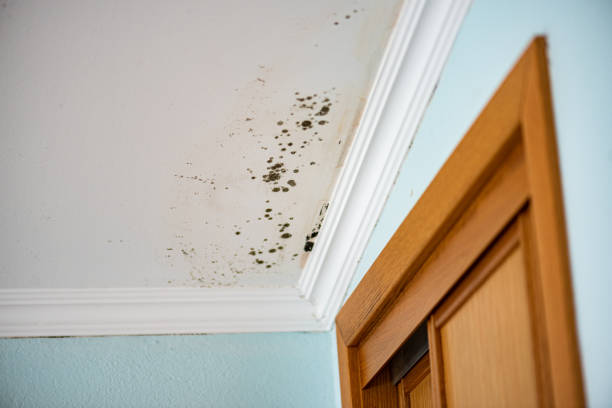 Best Health and Safety Mold Remediation in Riner, VA