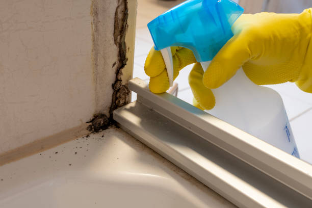 Best Insurance-Related Mold Remediation in Riner, VA