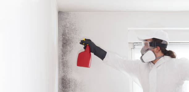 Best Black Mold Remediation in Riner, VA
