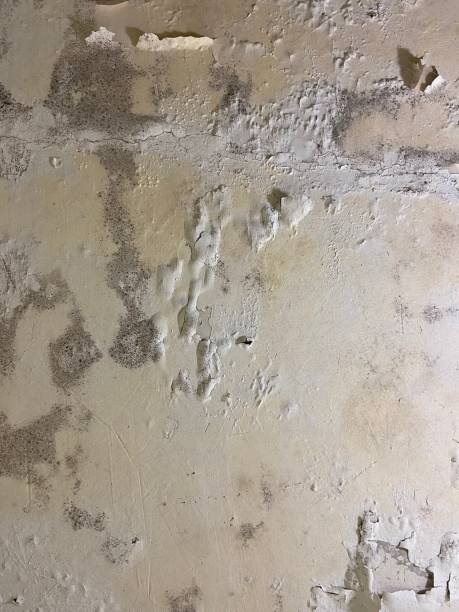 Best Commercial Mold Remediation in Riner, VA
